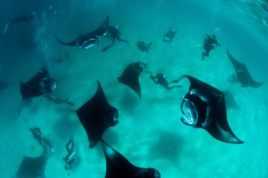 Скат гигантский морской дьявол