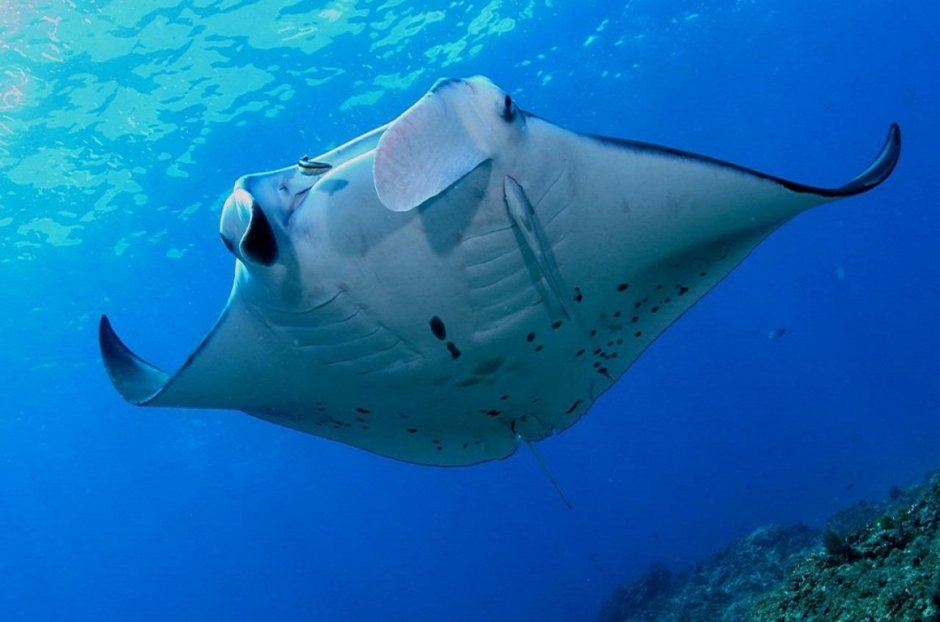 Большая Манта Скат