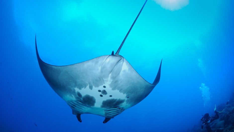 Скат Рогач Манта