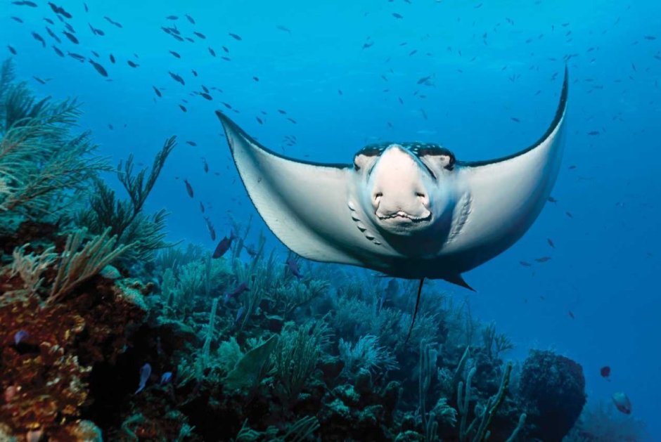 Манта орляк