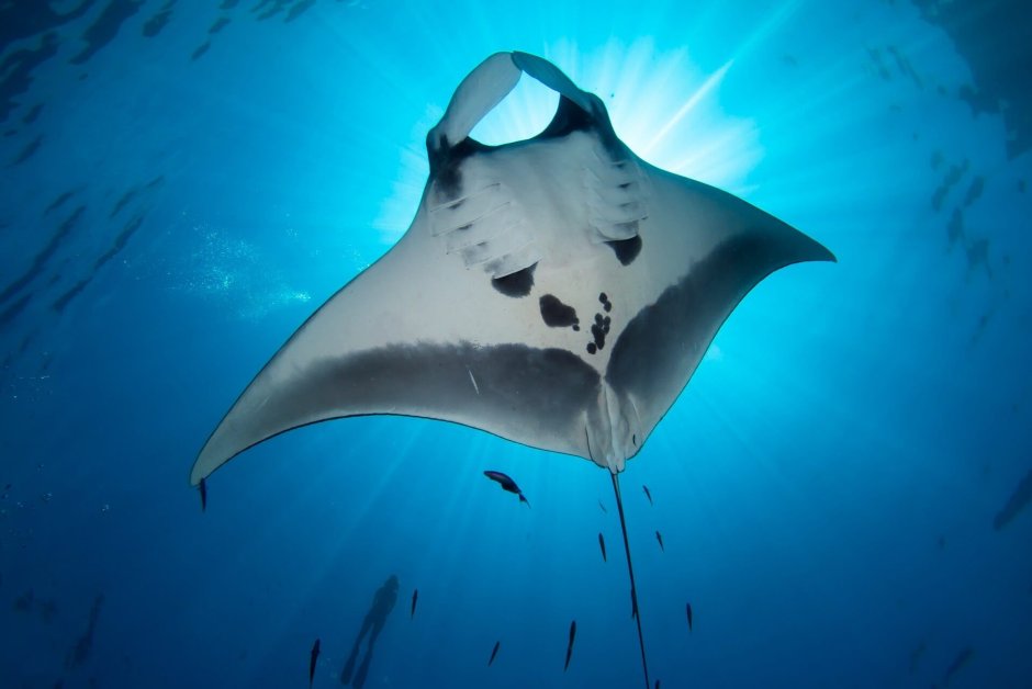 Манта Альфреди