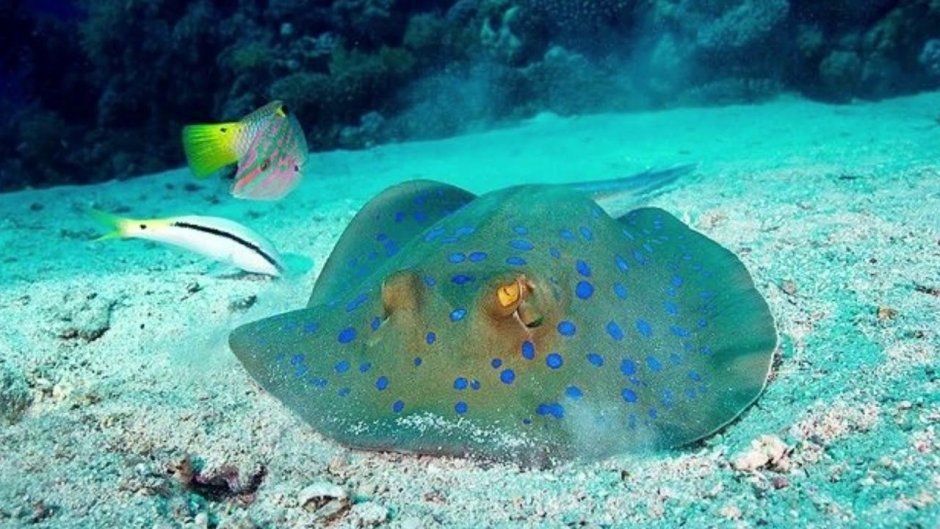 Скат хвостокол