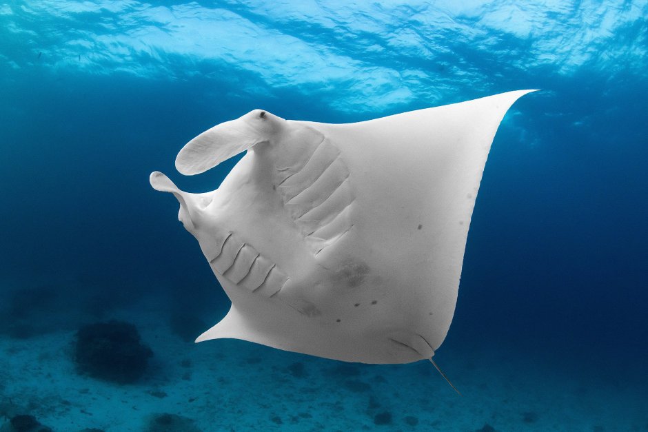 Скат Манта альбинос
