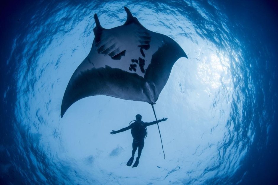 Скат Манта и человек