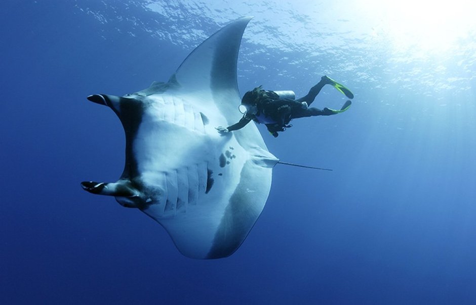 Самый большой Скат в мире размер