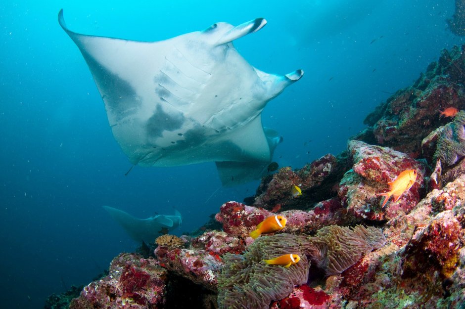 Морские исполины