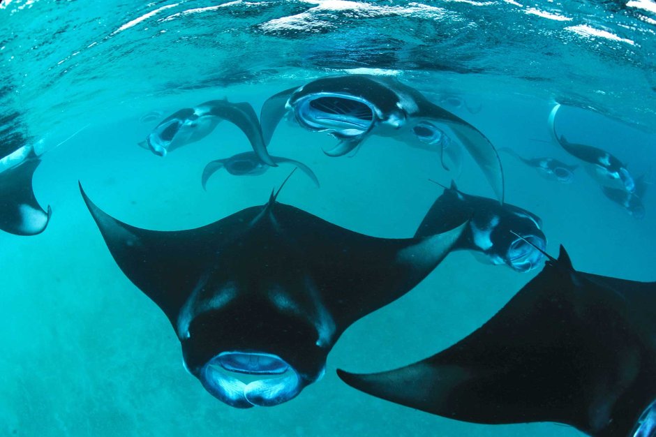 Ханифару Бэй Мальдивы манты