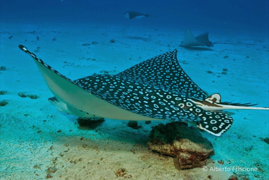 Пятнистый орляк