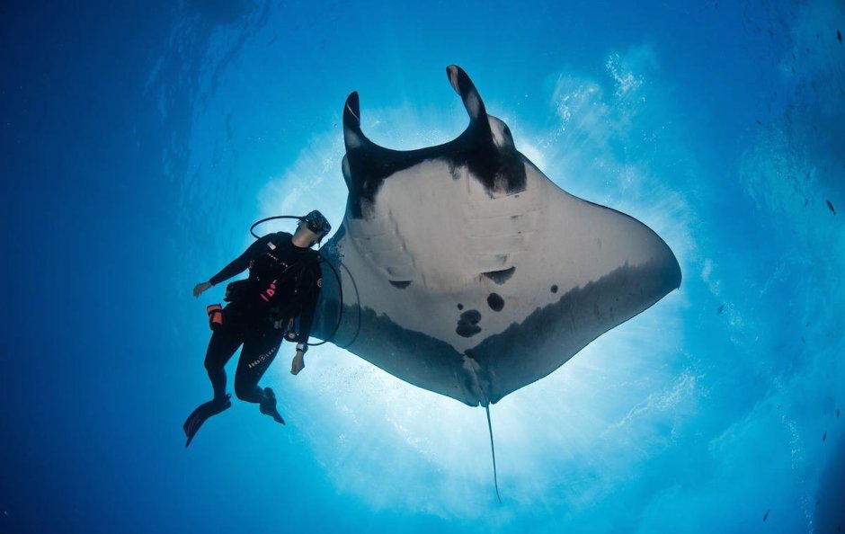 Скаты на Бали