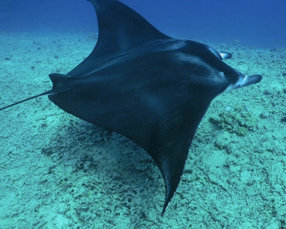 Скат Рогач Манта