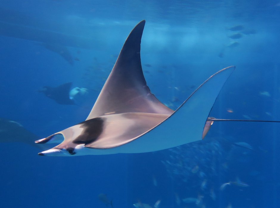 Европейская Мобула