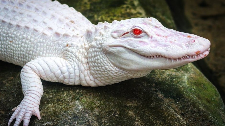 Альбино Аллигатор (Albino Alligator) 1996