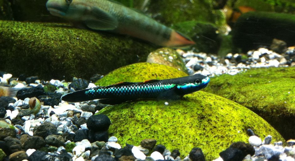 Бычок неоновый синий Stiphodon semoni