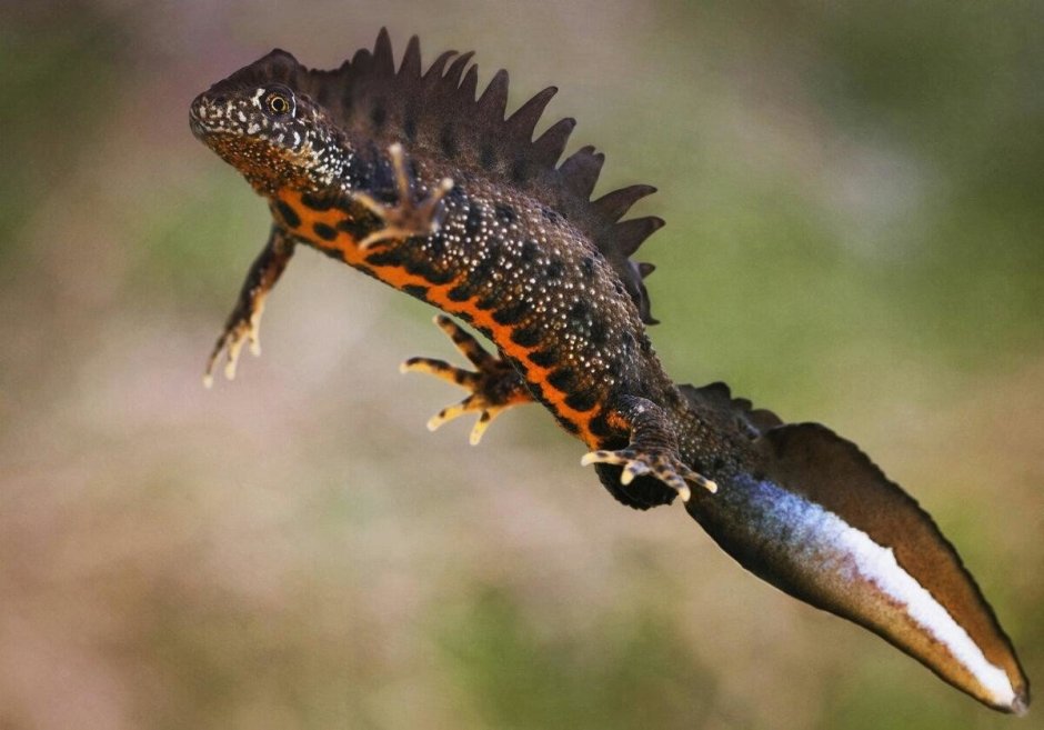 Abronia taeniata