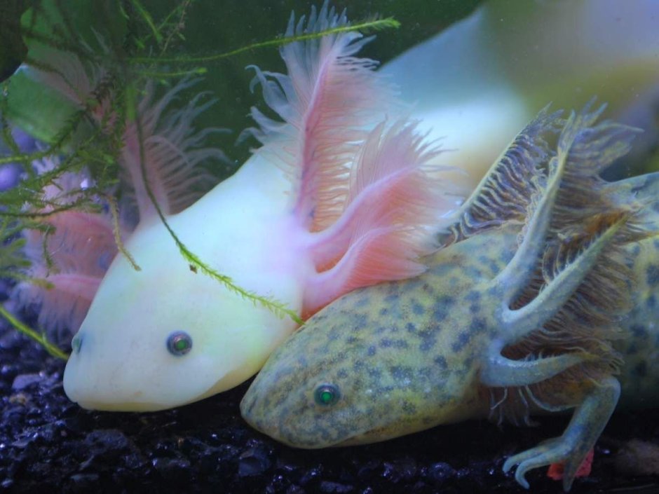 Гребенчатый Тритон Triturus cristatus (Laurenti, 1768)