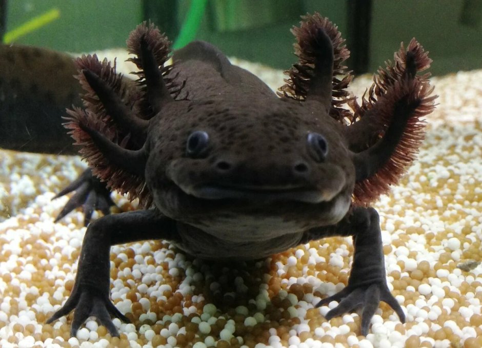 GFP аксолотль