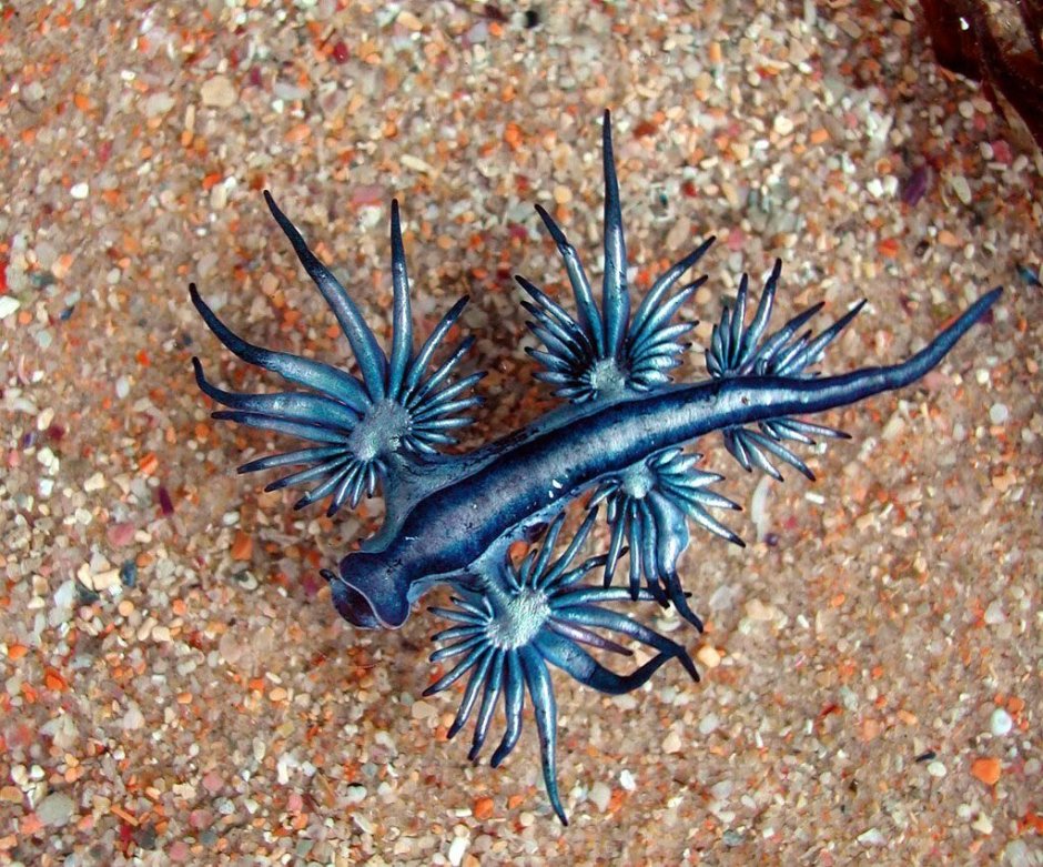 Glaucus Atlanticus голубой дракон