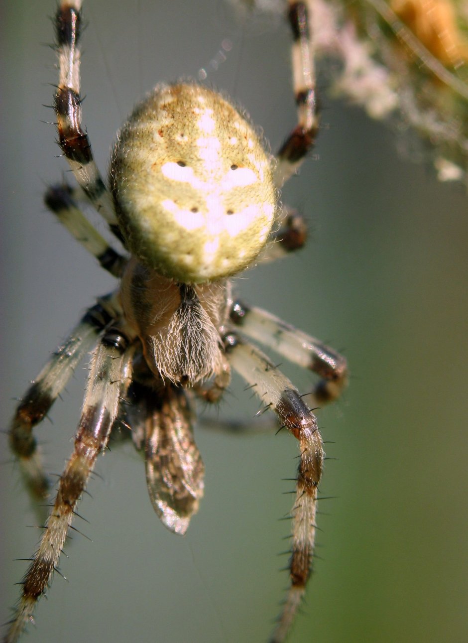 Araneus Quadratus Луговой крестовик