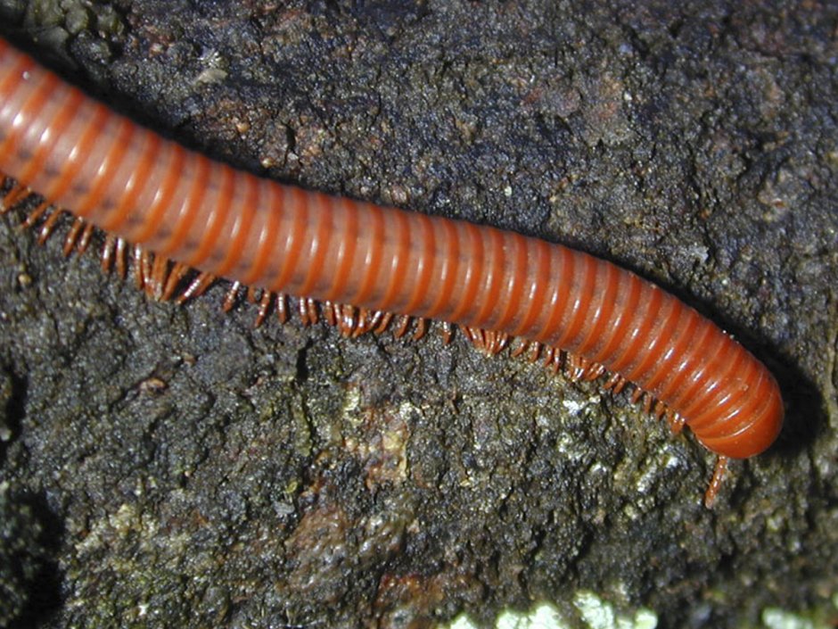 Многоножка Millipede