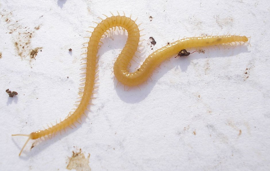 CRYPTOPS Hortensis