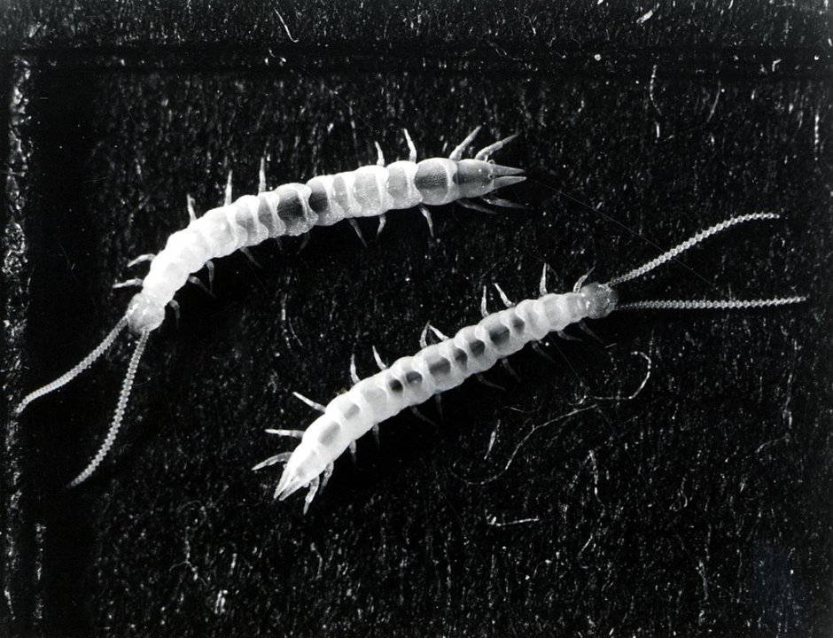 Geophilus SP внешний вид
