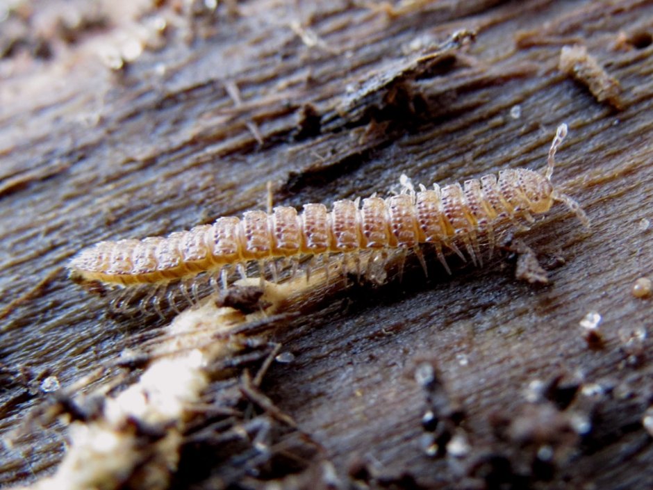 Костянка Lithobius forficatus