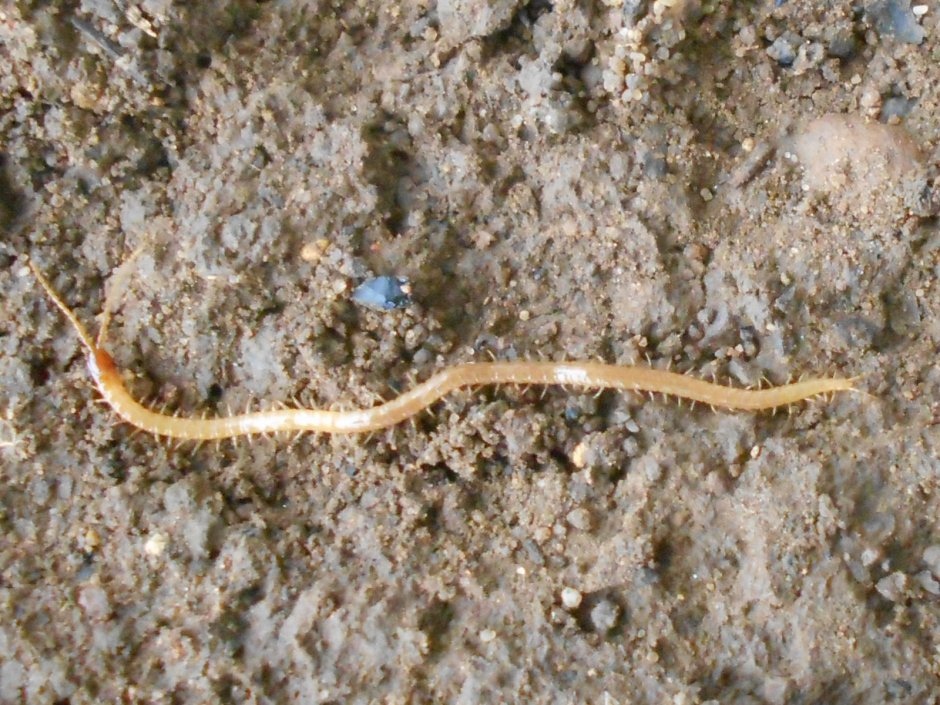 Chilopoda строение