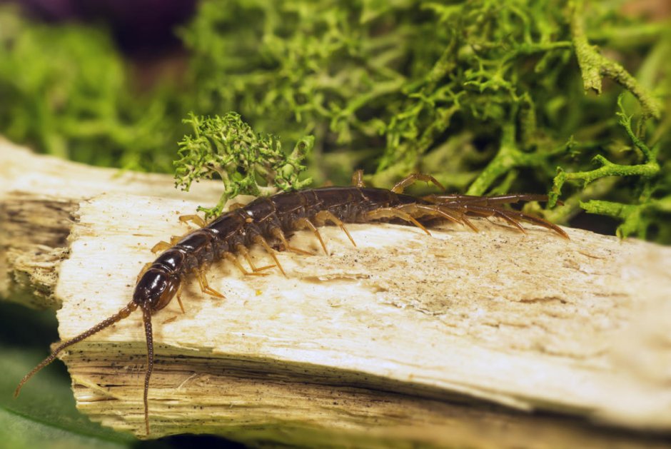 Червь Земляной (Lumbricus terrestris)