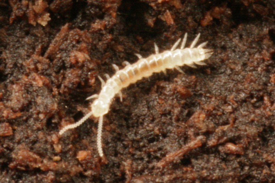 Симфилы (Symphyla)