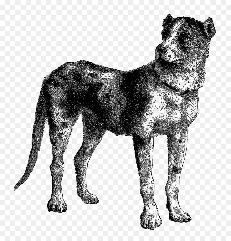 Бульдог от булленбейсера