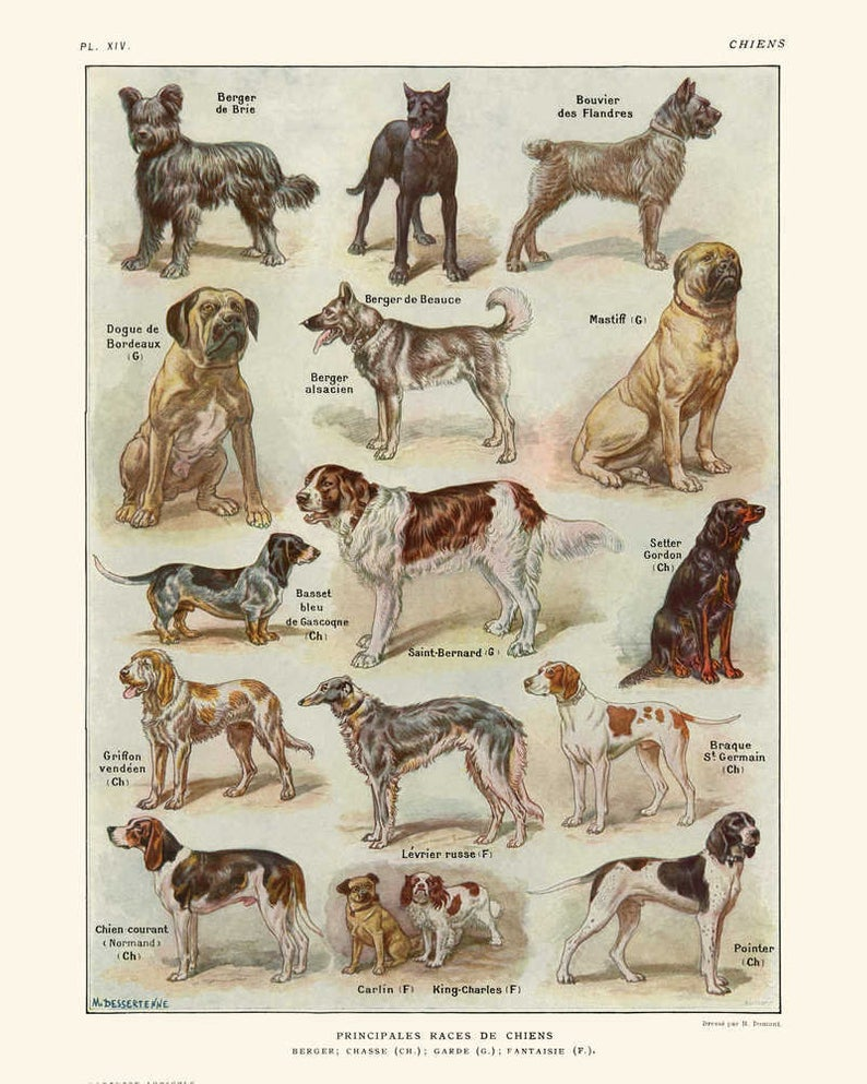 Староанглийский бульдог вымерший