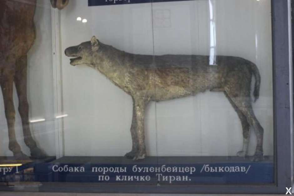 Лизетта конь Петра 1 Зоологический музей