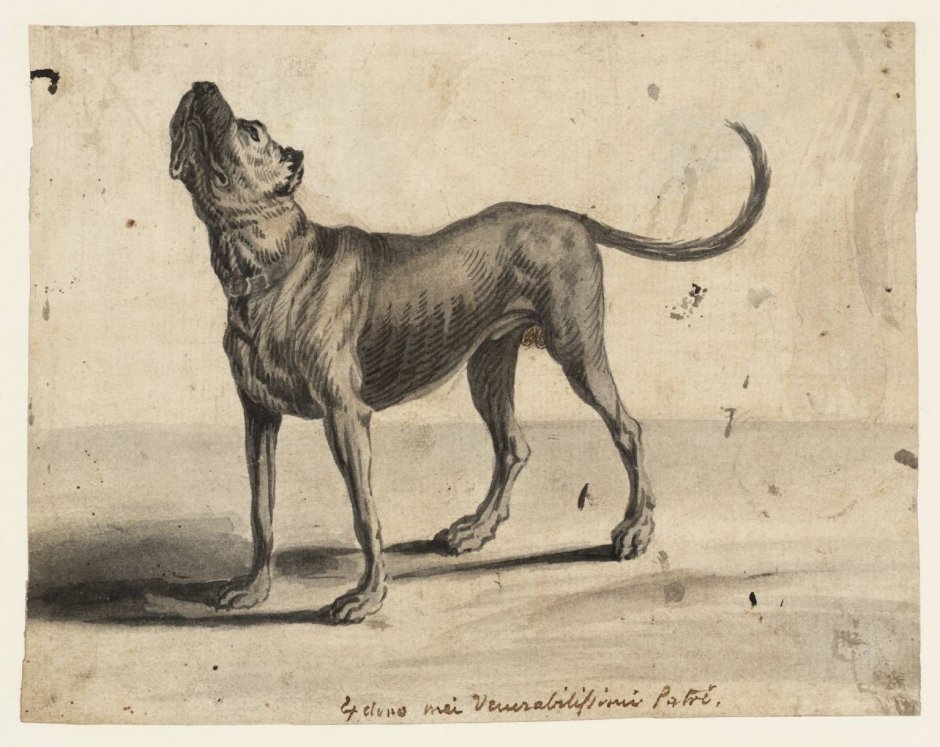 Буленбейцер быкодав