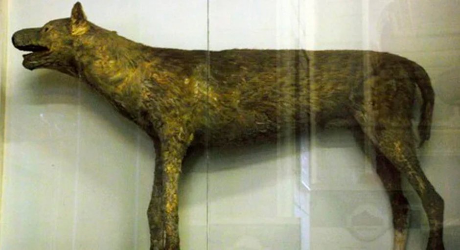 Быкодав собака Петра 1