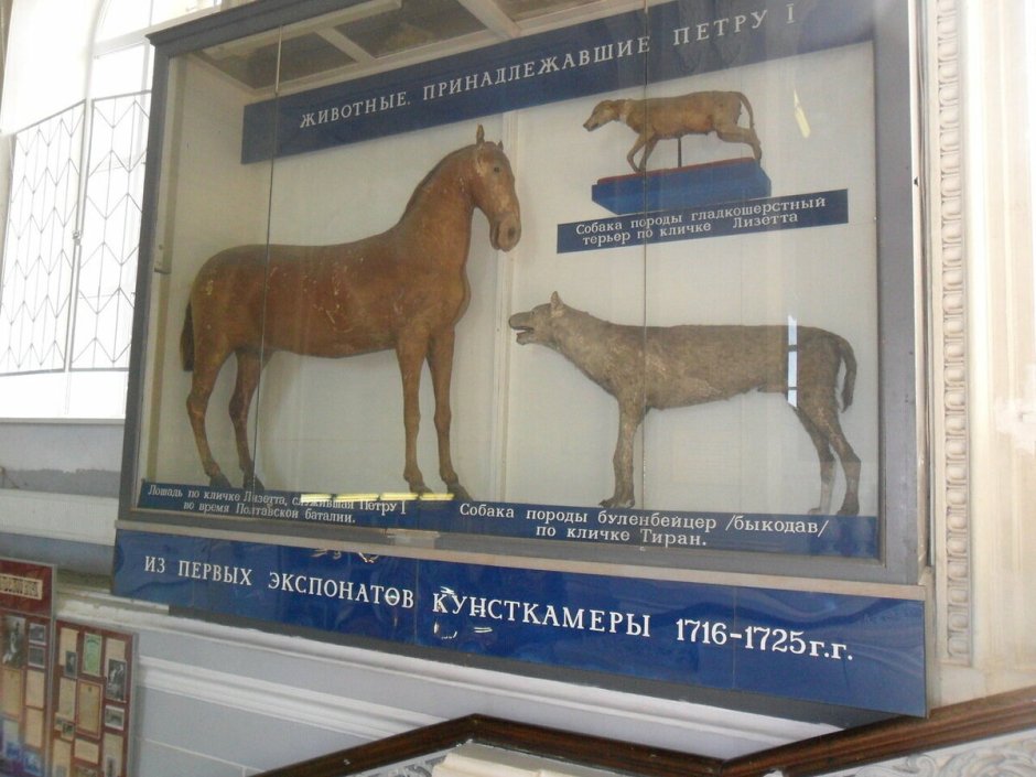 Собака Петра 1 Лизетта