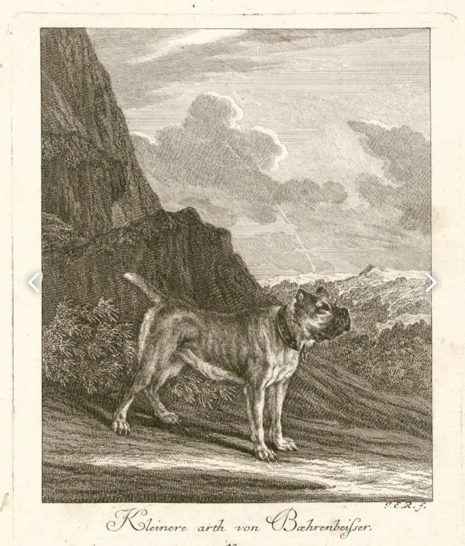 Лошадь Петра 1 Зоологический музей Санкт-Петербург