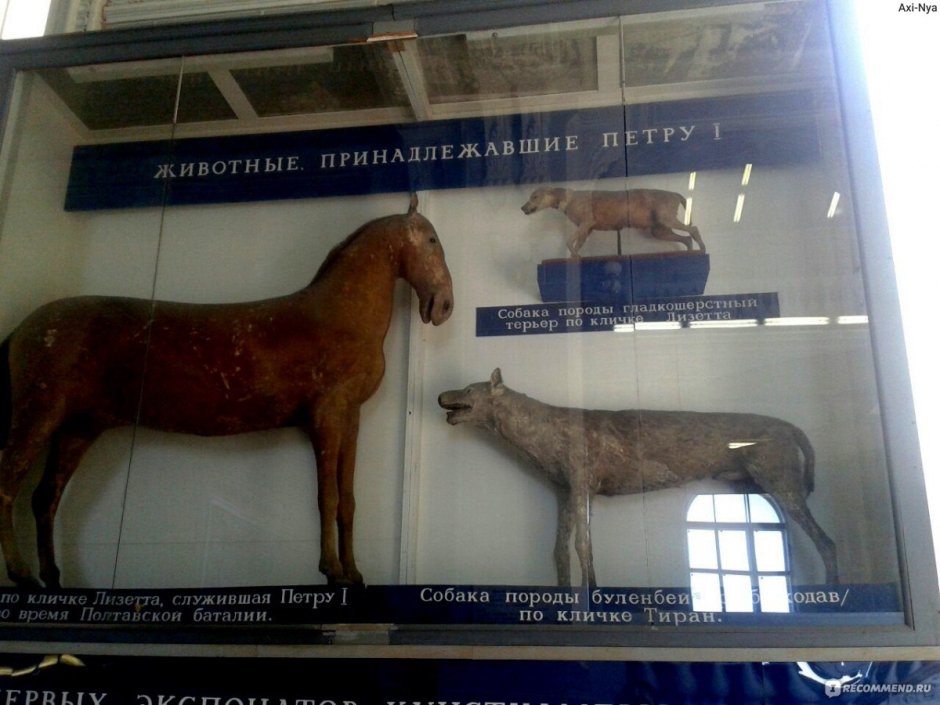 Метелек собака порода вымершая