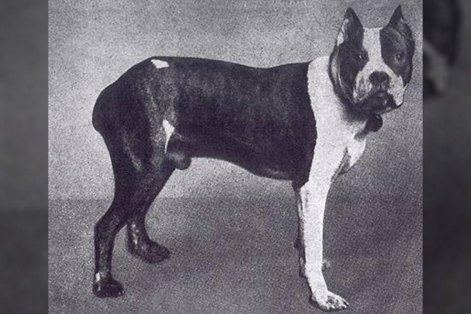 Зоологический музей СПБ Лизетта лошадь Петра первого