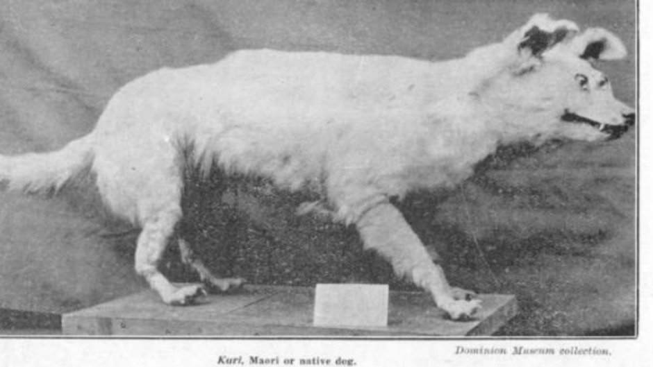 Порода собак американский малос