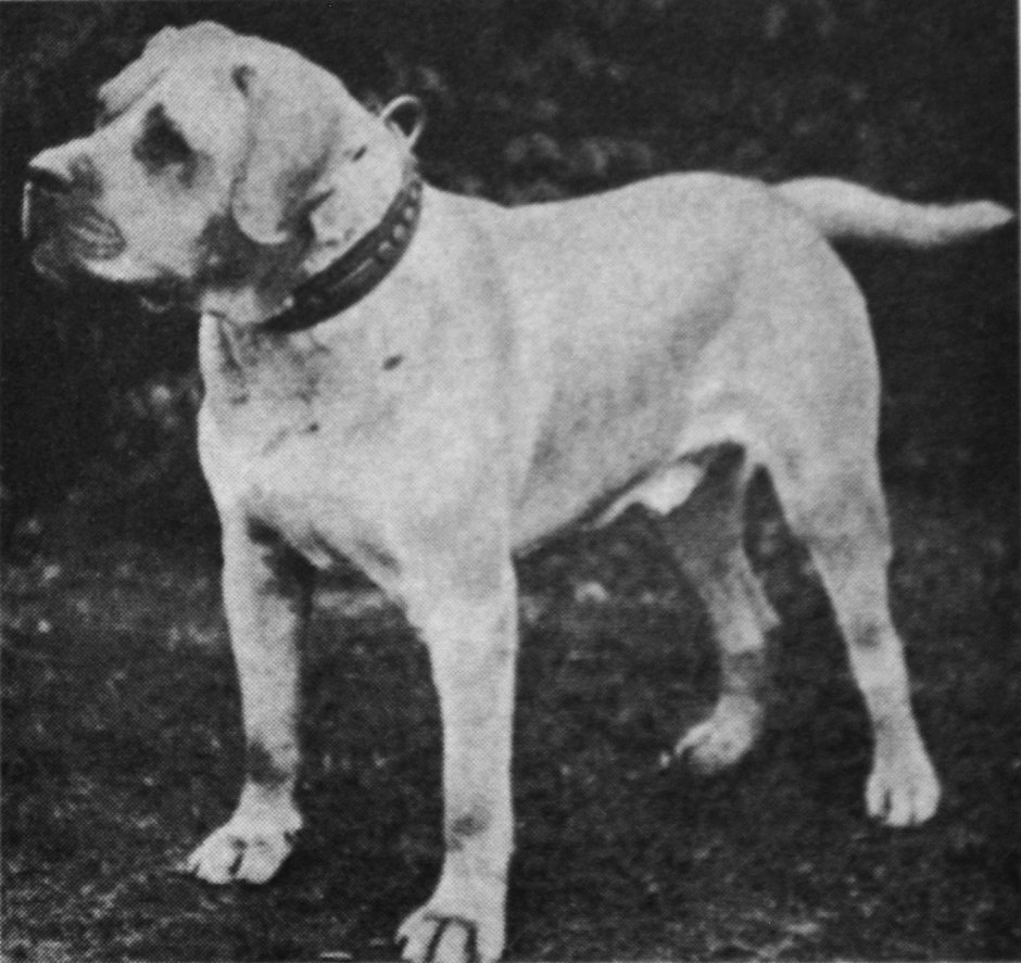 Брелок-пейджер Mongoose LS 9000d