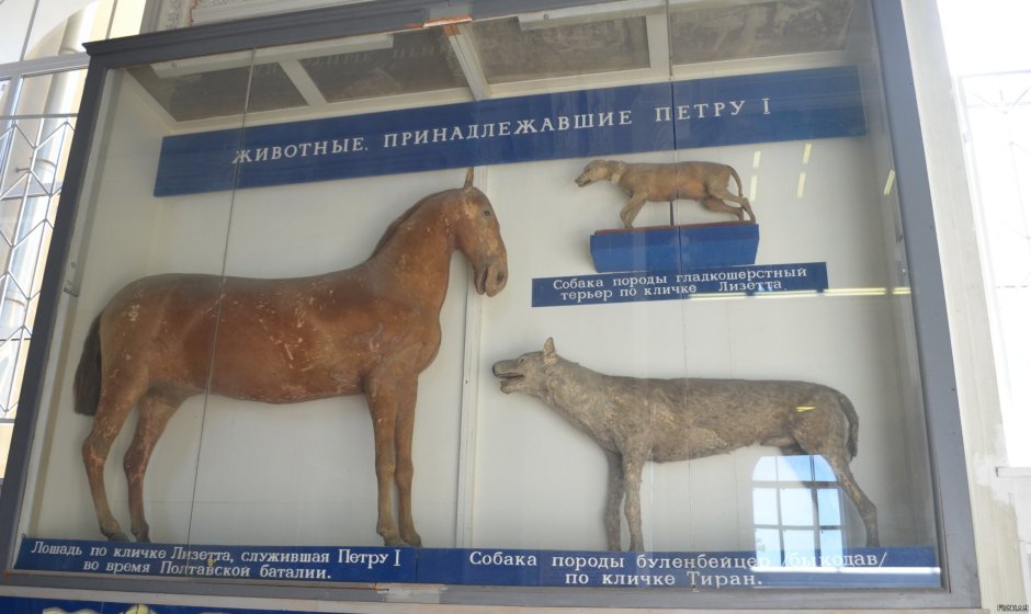 Булленбейсер собака Петра 1