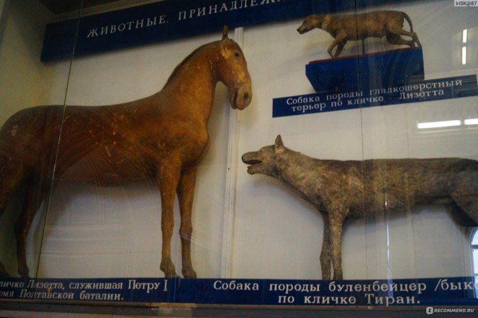 Кордовская Бойцовая собака+Пойнтер+боксер+датский дог