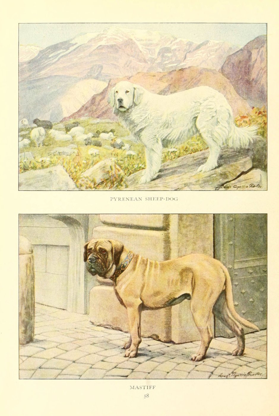 Сумчатый волк