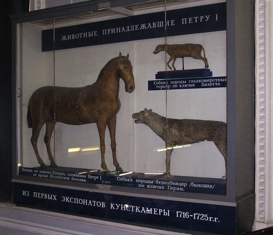 Булленбейсер порода собак