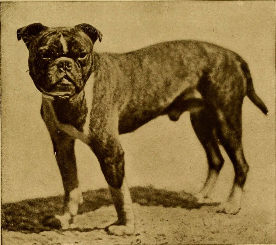 Буленбейцер быкодав порода собаки