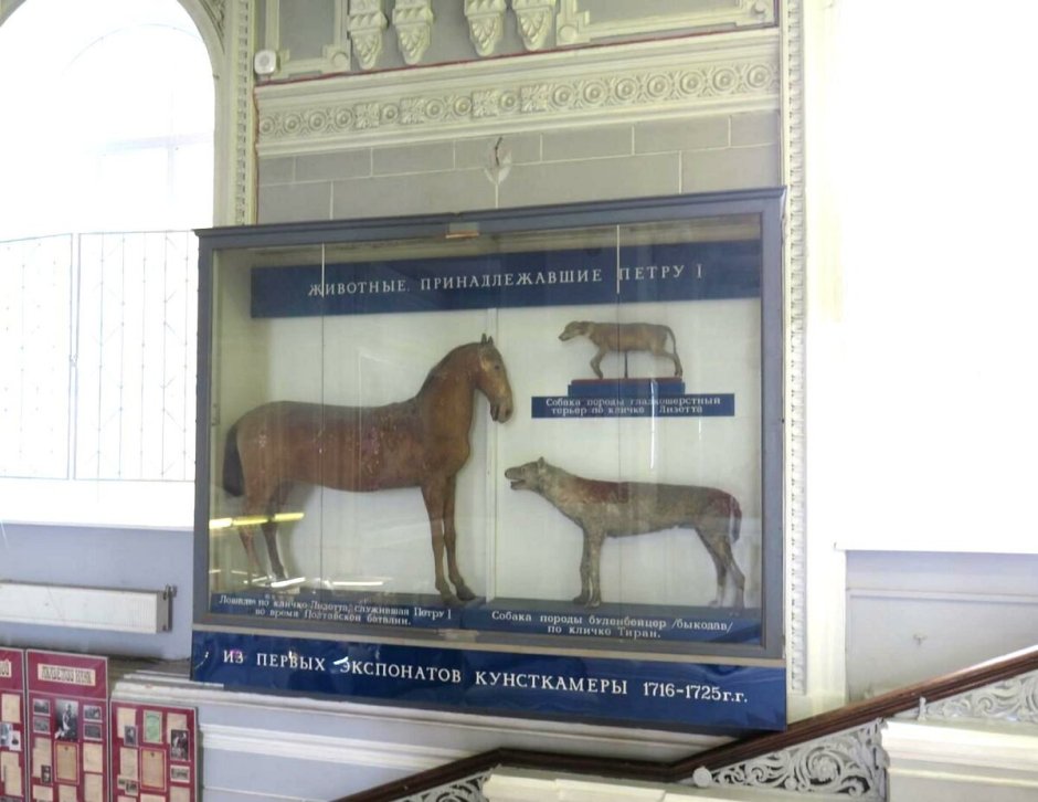 Собака Петра 1 Лизетта