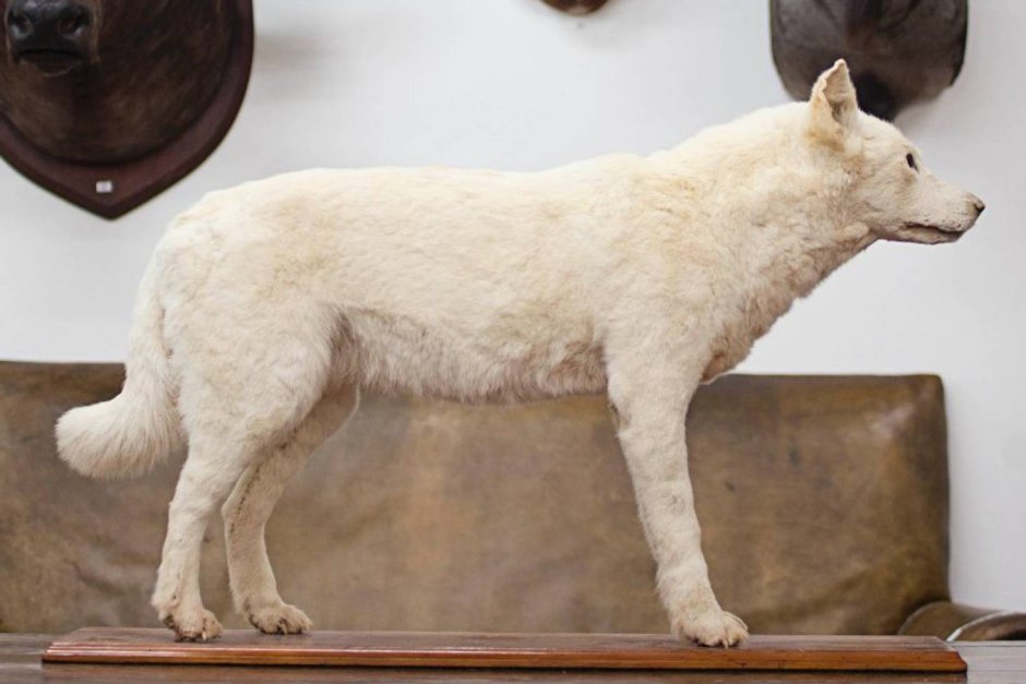 Кане Корсо в римской империи