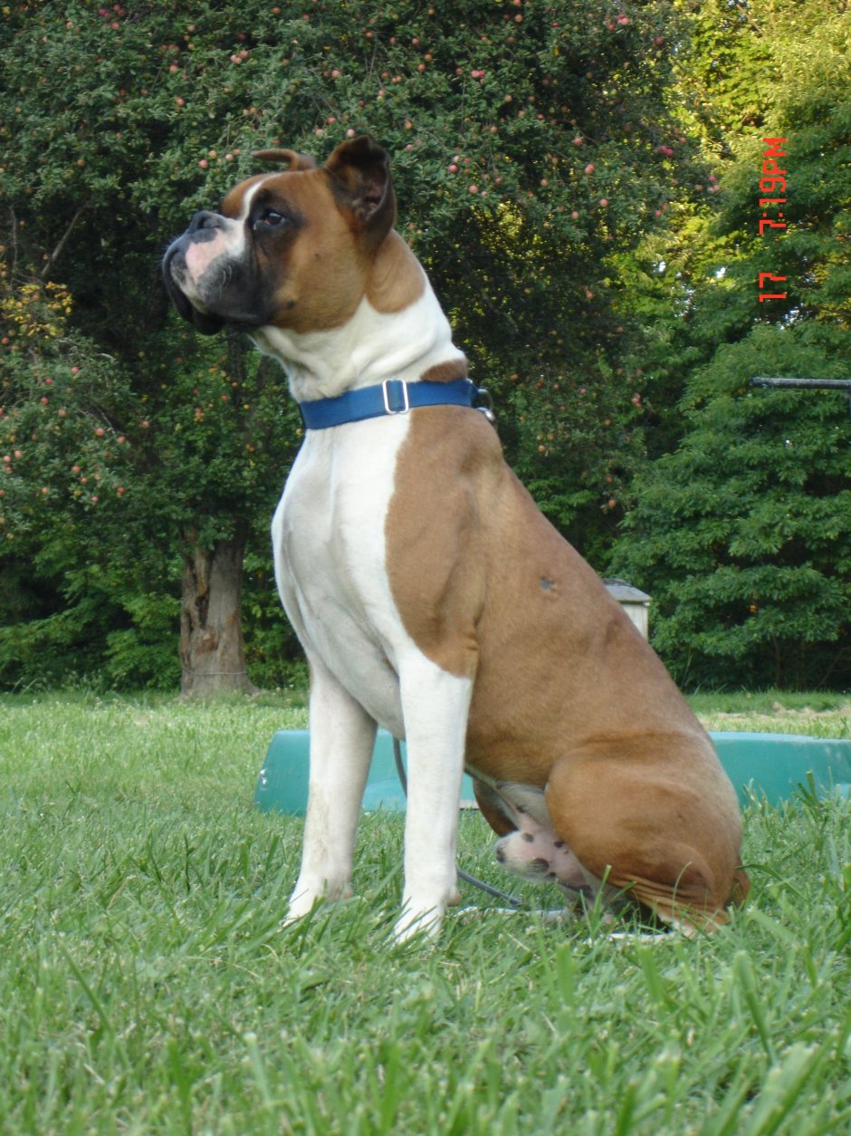 Плакат породы собак