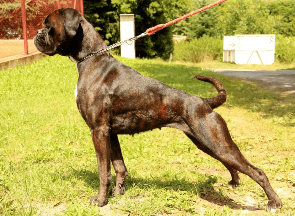 Собаки в древнем Риме