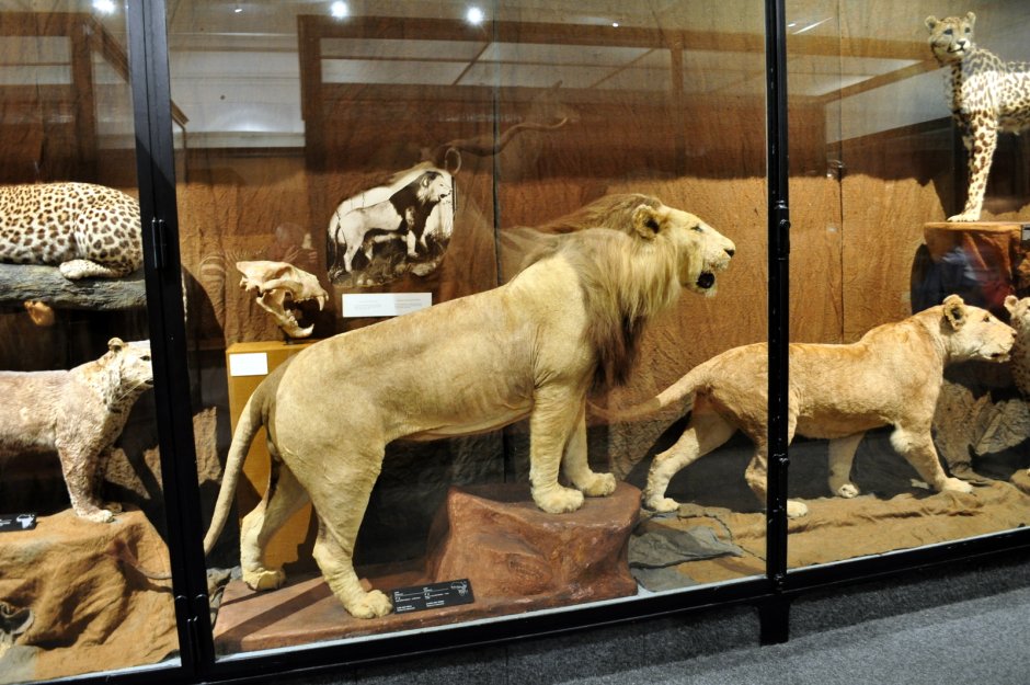 Bullenbeisser вымершие породы собак